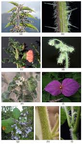 Attēlu rezultāti vaicājumam “Urticaceae”