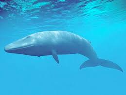 Image result for Balaenoptera omurai