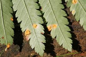 Attēlu rezultāti vaicājumam “Gymnosporangium cornutum”