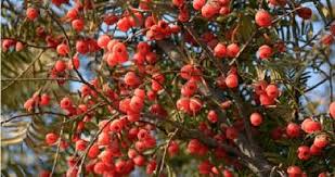 Attēlu rezultāti vaicājumam “Taxus wallichiana”