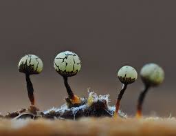 Attēlu rezultāti vaicājumam “Cribraria splendens macro”