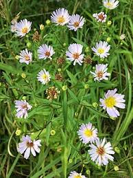 Attēlu rezultāti vaicājumam “Symphyotrichum x salignum leaf”