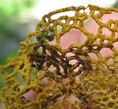 Attēlu rezultāti vaicājumam “Licea chelonoides sessile”