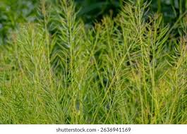 Attēlu rezultāti vaicājumam “Sinapis alba fruit”