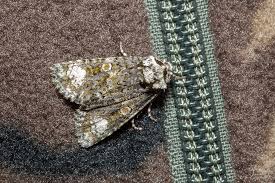 Attēlu rezultāti vaicājumam “Craniophora ligustri”