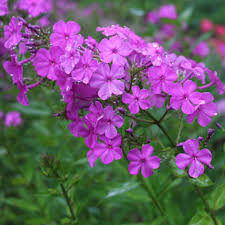 Attēlu rezultāti vaicājumam “Phlox paniculata”