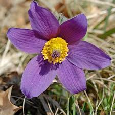 Attēlu rezultāti vaicājumam “Pulsatilla vulgaris”