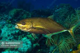 Image result for Caranx bartholomaei