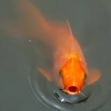 Image result for Cyprinus rubrofuscus
