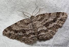 Attēlu rezultāti vaicājumam “Ectropis crepuscularia”