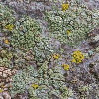 Attēlu rezultāti vaicājumam “Lecanora conizaeoides”