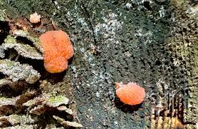 Attēlu rezultāti vaicājumam “Tubifera montana spores”