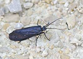 Attēlu rezultāti vaicājumam “Phryganeidae”