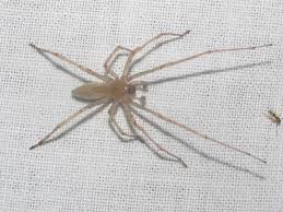 Attēlu rezultāti vaicājumam “Cheiracanthium sp.”