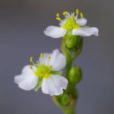 Attēlu rezultāti vaicājumam “Alisma plantago-aquatica”
