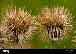 Attēlu rezultāti vaicājumam “Arctium lappa fruit”