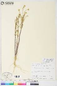 Attēlu rezultāti vaicājumam “Erysimum cheiranthoides fruit”