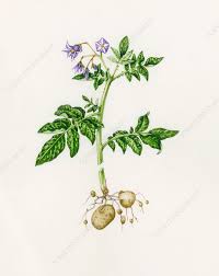 Attēlu rezultāti vaicājumam “Solanum tuberosum flower”