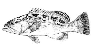 Image result for Mycteroperca microlepis