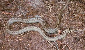 Attēlu rezultāti vaicājumam “Coronella austriaca adult”