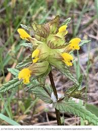 Attēlu rezultāti vaicājumam “Rhinanthus serotinus”