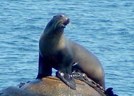 Image result for Zalophus californianus