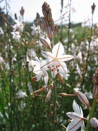 Image result for Asphodelus fistulosus