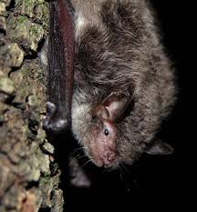 Attēlu rezultāti vaicājumam “Myotis daubentonii”