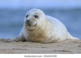 Image result for Halichoerus grypus