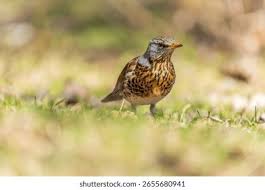 Attēlu rezultāti vaicājumam “Turdus pilaris adult”