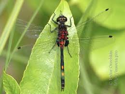 Attēlu rezultāti vaicājumam “Leucorrhinia dubia”