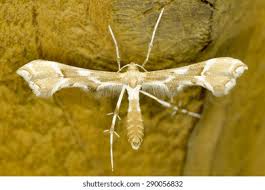 Attēlu rezultāti vaicājumam “Cnaemidophorus rhododactyla”