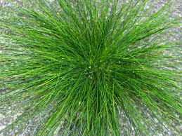 Attēlu rezultāti vaicājumam “Festuca polesica”