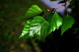 Attēlu rezultāti vaicājumam “Betula pendula var. carelica”