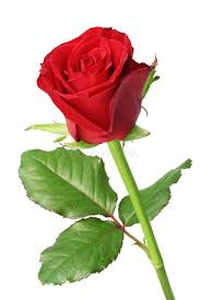 Attēlu rezultāti vaicājumam “Rosaceae”