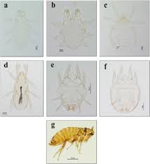 Attēlu rezultāti vaicājumam “Sorex sp.”