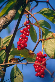 Attēlu rezultāti vaicājumam “Schisandra chinensis”