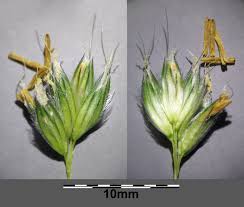 Attēlu rezultāti vaicājumam “Alopecurus pratensis flower”