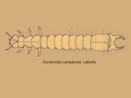 Attēlu rezultāti vaicājumam “Pyrochroidae larva”