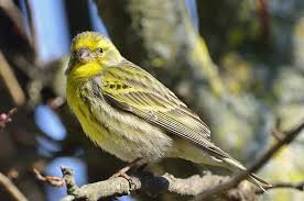 Image result for Serinus serinus