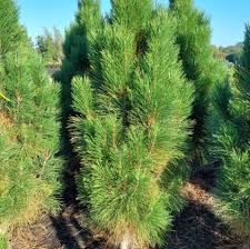 Attēlu rezultāti vaicājumam “Pinus nigra fruit”