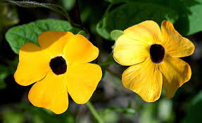 Image result for Thunbergia alata