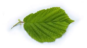 Attēlu rezultāti vaicājumam “Corylus avellana leaf”