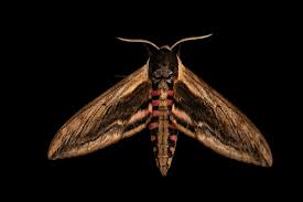 Attēlu rezultāti vaicājumam “Sphinx ligustri”