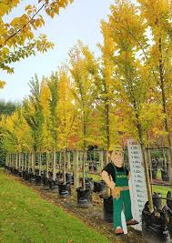 Attēlu rezultāti vaicājumam “Ulmus x hollandica”