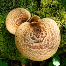 Attēlu rezultāti vaicājumam “Polyporus squamosus”