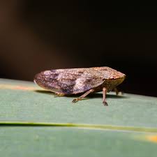 Attēlu rezultāti vaicājumam “Aphrophora alni”