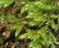 Attēlu rezultāti vaicājumam “Sciuro-hypnum populeum”