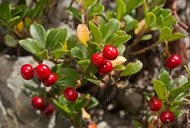 Attēlu rezultāti vaicājumam “Arctostaphylos uva-ursi”