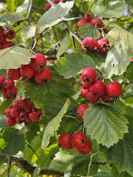 Attēlu rezultāti vaicājumam “Crataegus monogyna fruit”